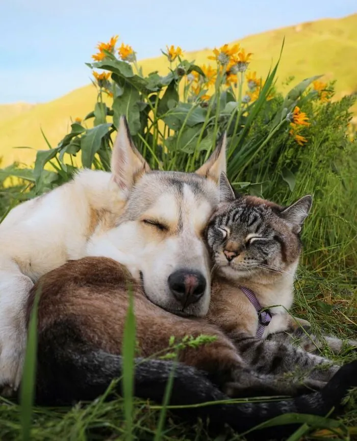 This Cat And Dog Are The Best Travel Buddies, And Their Pictures Are Adorable (21 Pics)