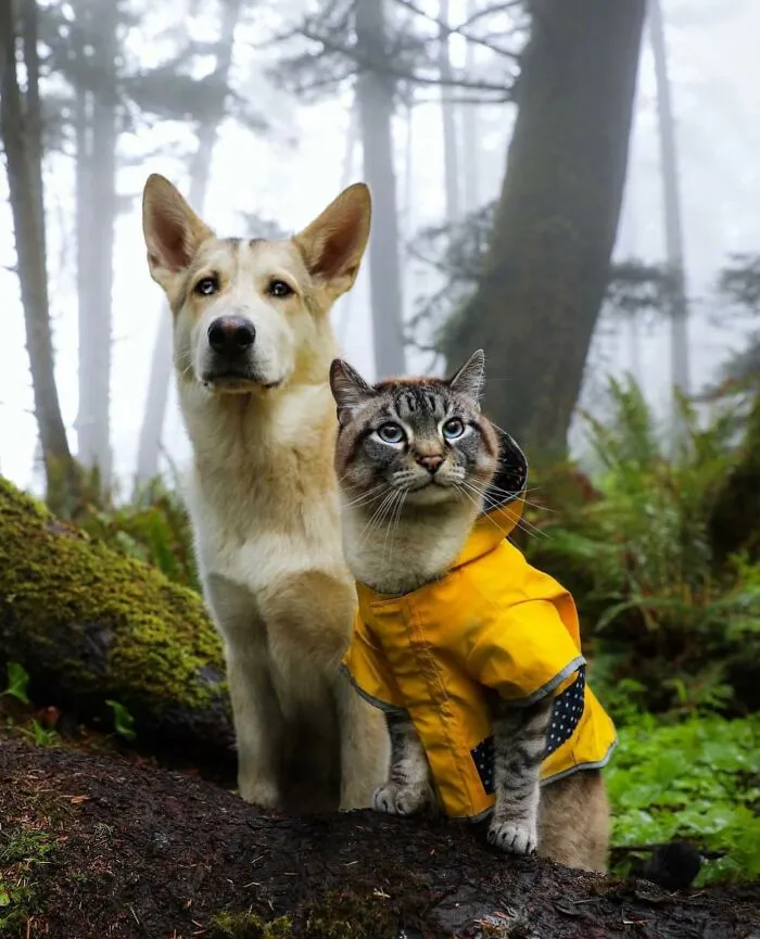 This Cat And Dog Are The Best Travel Buddies, And Their Pictures Are Adorable (21 Pics)
