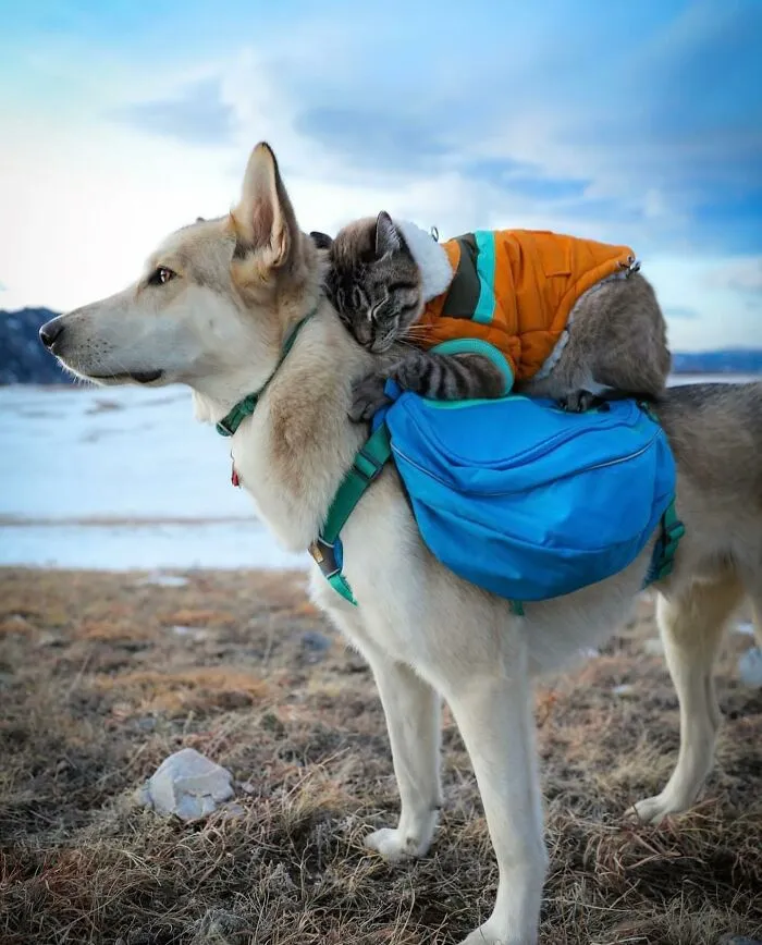 This Cat And Dog Are The Best Travel Buddies, And Their Pictures Are Adorable (21 Pics)