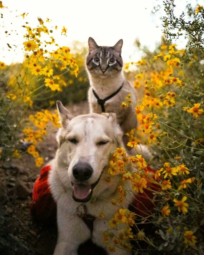 This Cat And Dog Are The Best Travel Buddies, And Their Pictures Are Adorable (21 Pics)