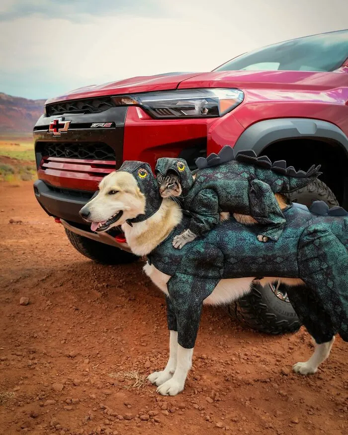 This Cat And Dog Are The Best Travel Buddies, And Their Pictures Are Adorable (21 Pics)