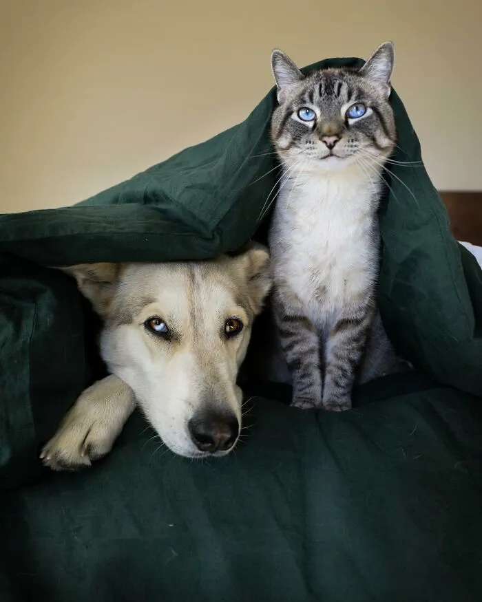 This Cat And Dog Are The Best Travel Buddies, And Their Pictures Are Adorable (21 Pics)