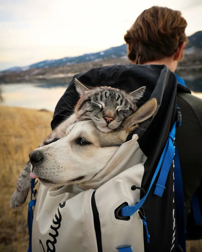This Cat And Dog Are The Best Travel Buddies, And Their Pictures Are Adorable (21 Pics)