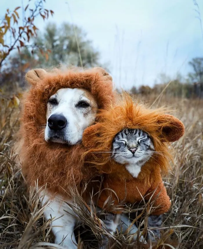 This Cat And Dog Are The Best Travel Buddies, And Their Pictures Are Adorable (21 Pics)