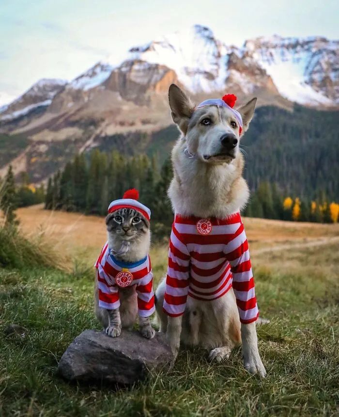 This Cat And Dog Are The Best Travel Buddies, And Their Pictures Are Adorable (21 Pics)