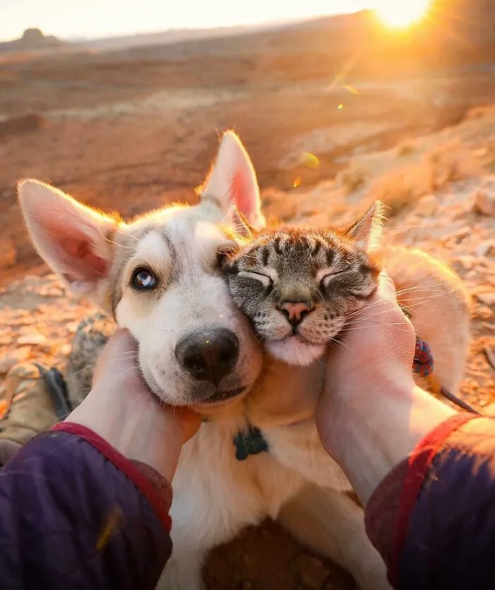 This Cat And Dog Are The Best Travel Buddies, And Their Pictures Are Adorable (21 Pics)