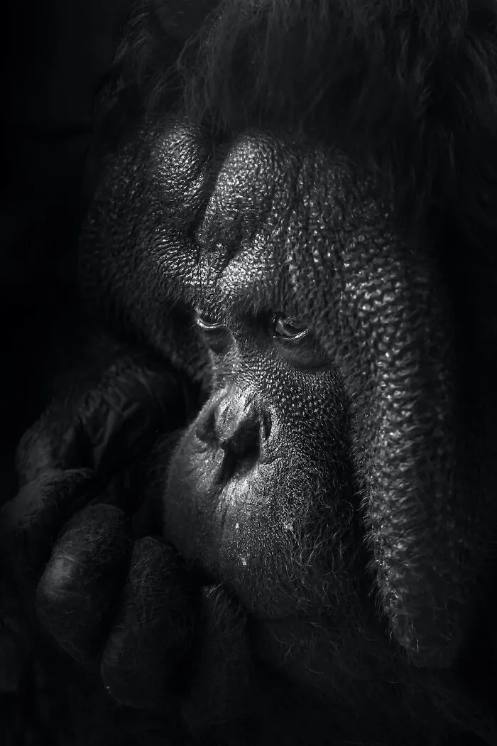 Thoughtful Look