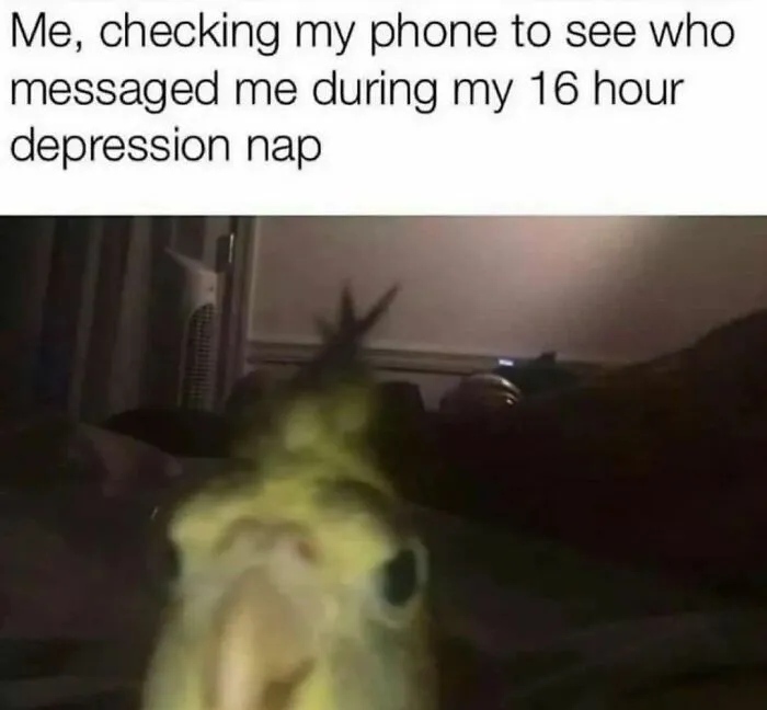 Close-up of a confused bird with text about checking phone messages after a long depression nap, introvert relatable meme.