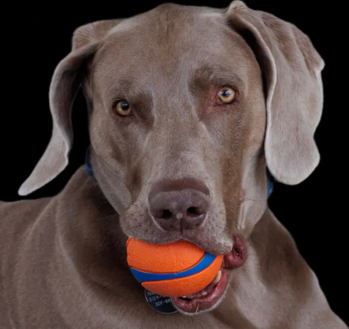 Play Ball