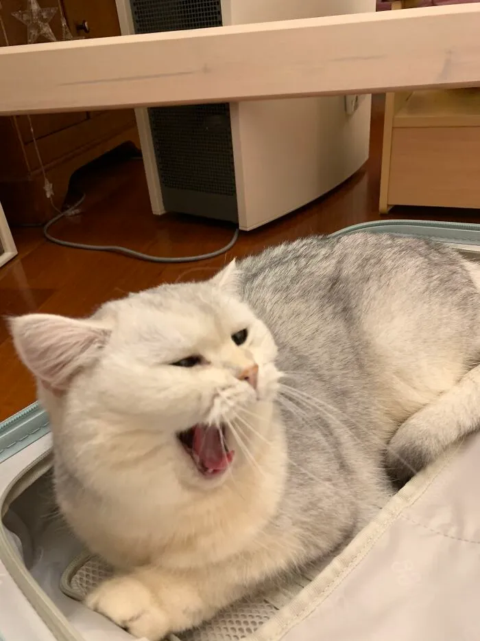 My Cat In My Suitcase—she Made Sure I Can’t Escape The Cat Hair Even On A Short Holiday