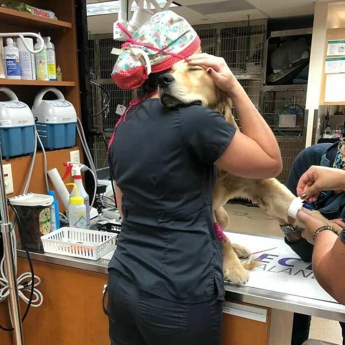 La mejor forma de  retener a un perro mientras le ponen la intravenosa es darle un abrazo