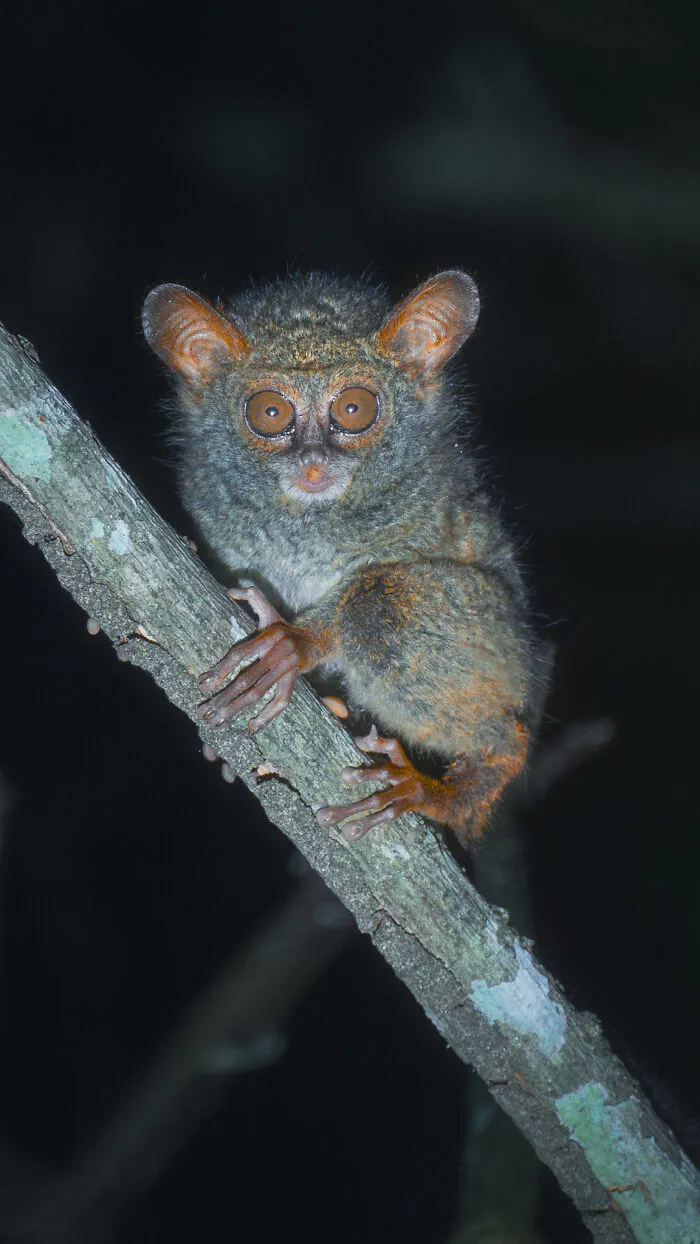 Sulawesi