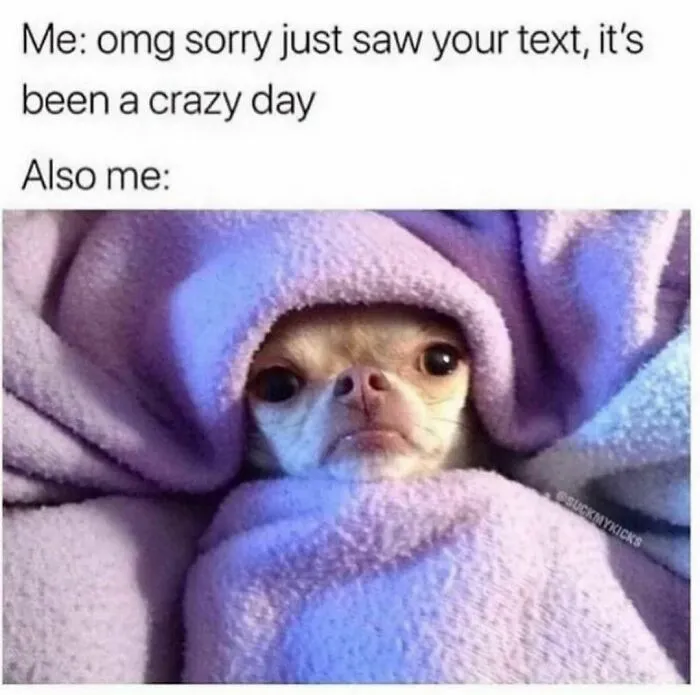 A small dog wrapped in a purple blanket, illustrating a relatable moment for winning introverts in a funny meme.
