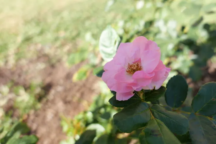 Pink Rose