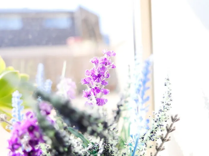 Purple Flower