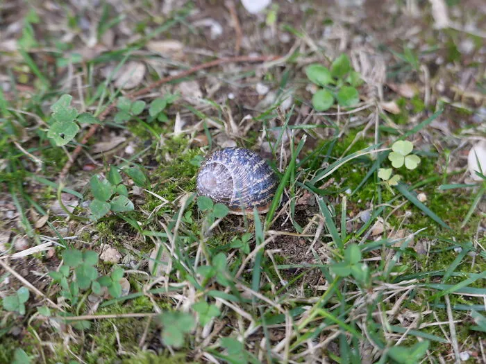 Snail On The Grass