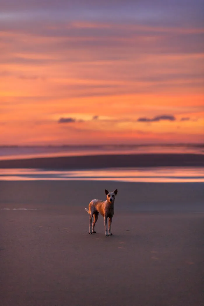 I Photograph Animals That Adapted To Living In Cities, Here Are 24 Photos From My Travels