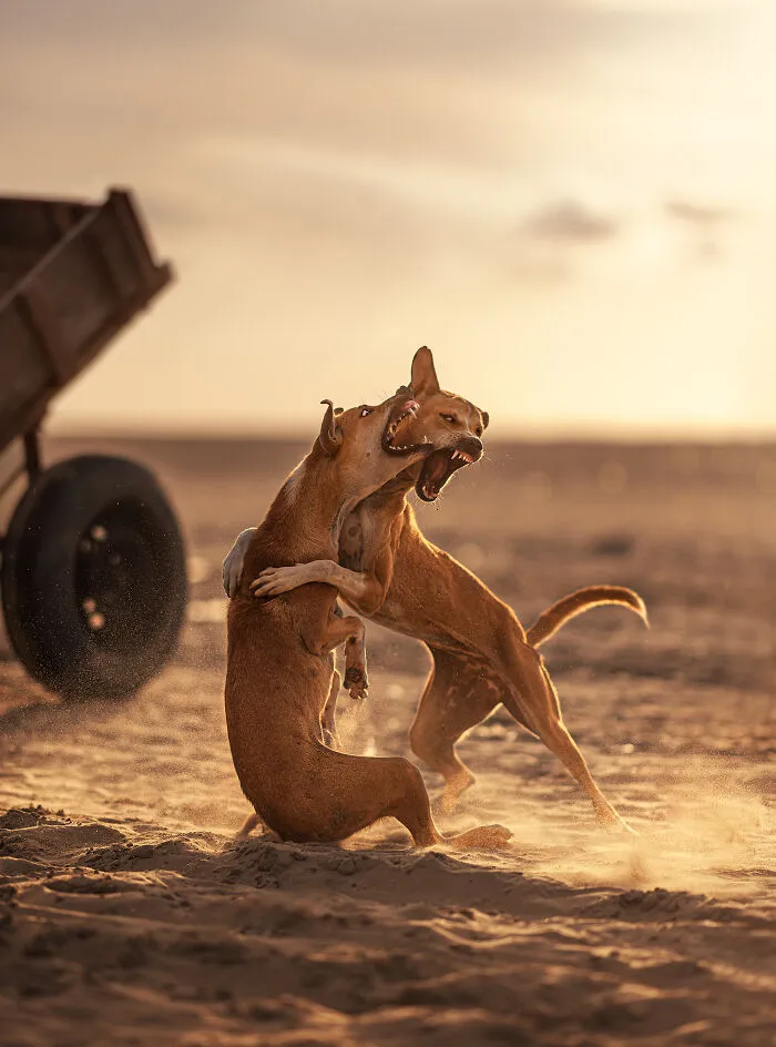 I Photograph Animals That Adapted To Living In Cities, Here Are 24 Photos From My Travels