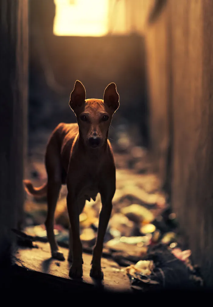 I Photograph Animals That Adapted To Living In Cities, Here Are 24 Photos From My Travels