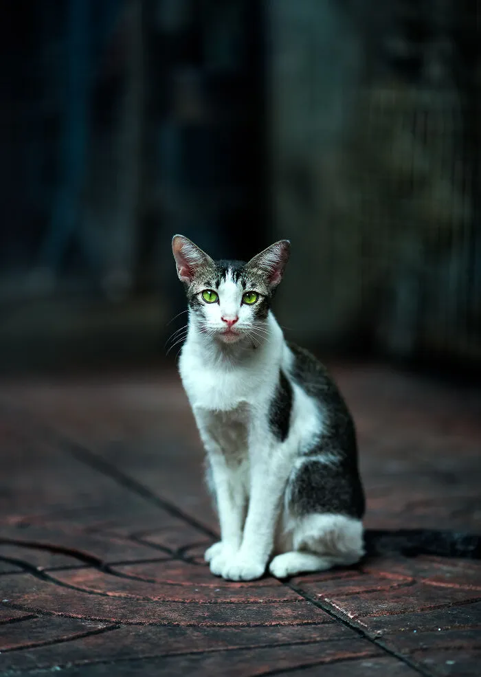 I Photograph Animals That Adapted To Living In Cities, Here Are 24 Photos From My Travels