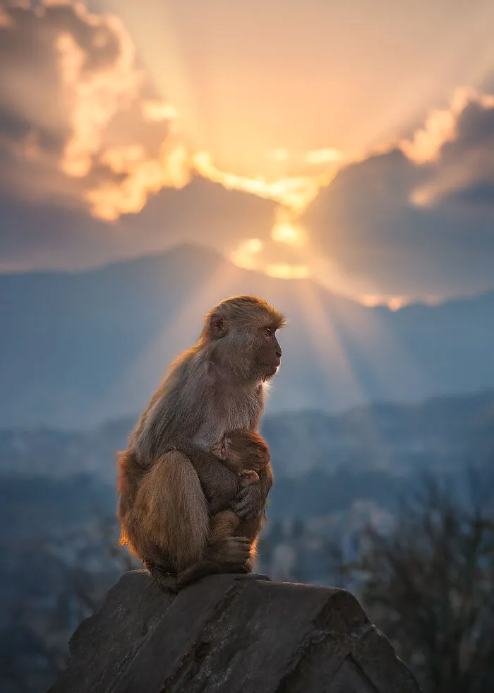 I Photograph Animals That Adapted To Living In Cities, Here Are 24 Photos From My Travels