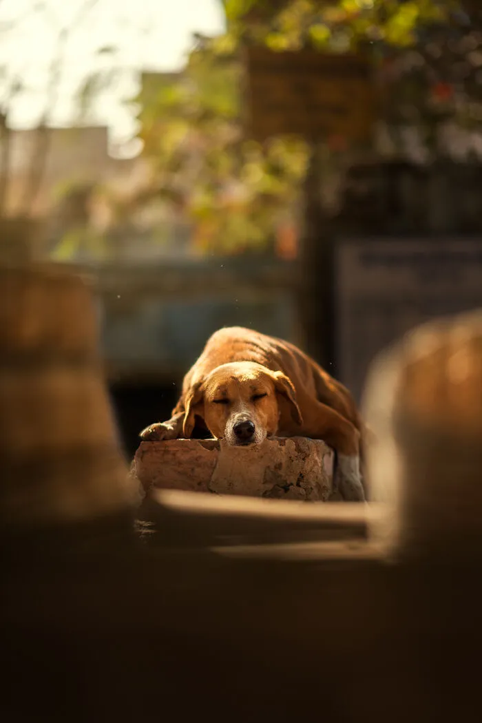 I Photograph Animals That Adapted To Living In Cities, Here Are 24 Photos From My Travels