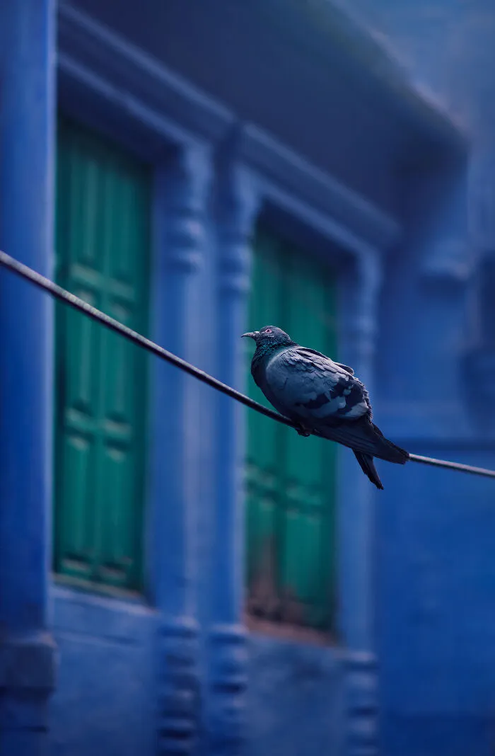I Photograph Animals That Adapted To Living In Cities, Here Are 24 Photos From My Travels