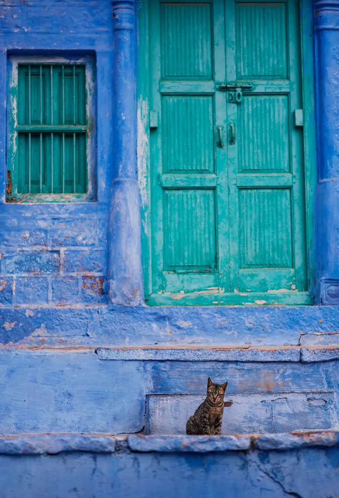 I Photograph Animals That Adapted To Living In Cities, Here Are 24 Photos From My Travels