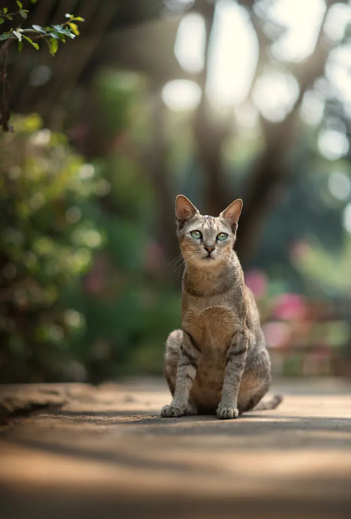 I Photograph Animals That Adapted To Living In Cities, Here Are 24 Photos From My Travels