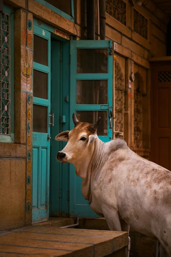 I Photograph Animals That Adapted To Living In Cities, Here Are 24 Photos From My Travels