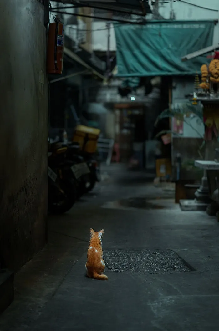 I Photograph Animals That Adapted To Living In Cities, Here Are 24 Photos From My Travels