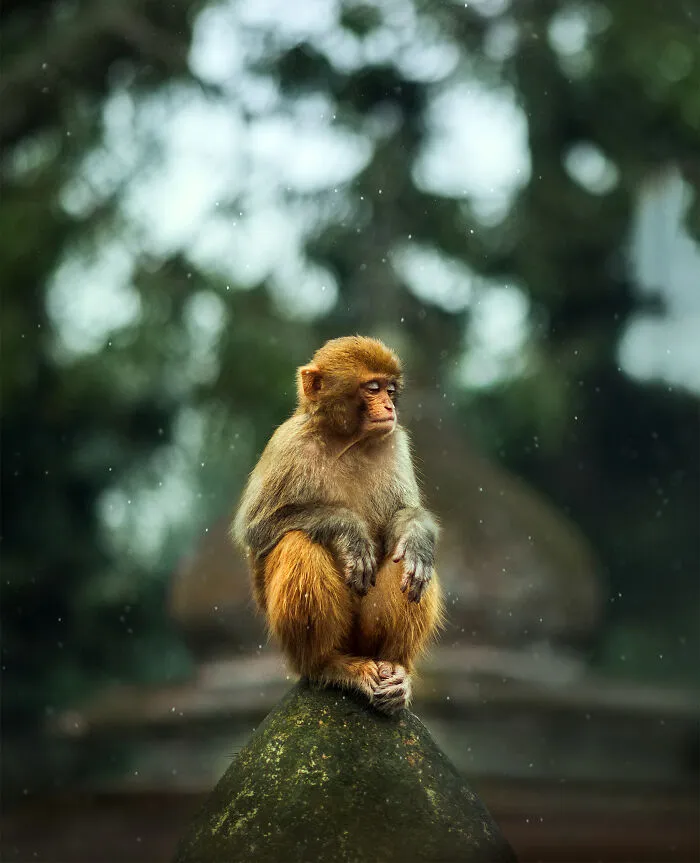 I Photograph Animals That Adapted To Living In Cities, Here Are 24 Photos From My Travels