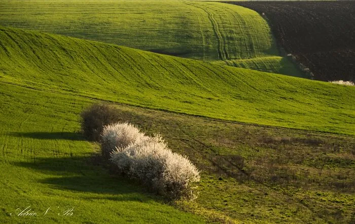 Fields