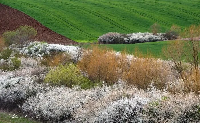 Blossoming Nature