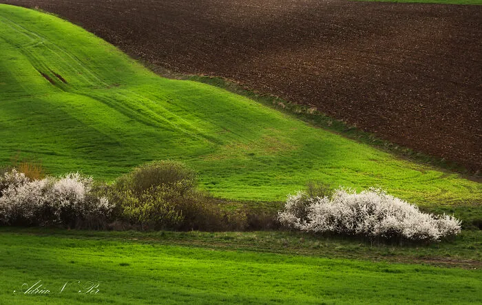 Waves Of Spring