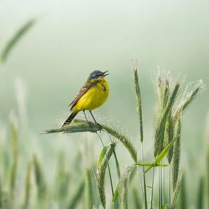 25 Captivating Photographs Of Animals In Their Natural Habitat By Alex Ugalek