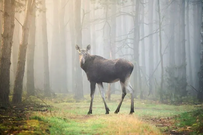 25 Captivating Photographs Of Animals In Their Natural Habitat By Alex Ugalek