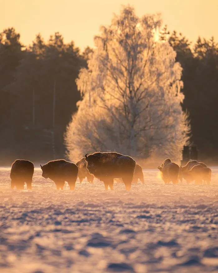 25 Captivating Photographs Of Animals In Their Natural Habitat By Alex Ugalek