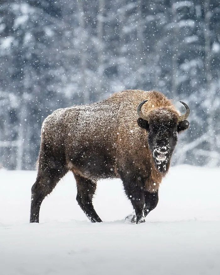25 Captivating Photographs Of Animals In Their Natural Habitat By Alex Ugalek