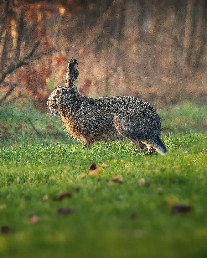 25 Captivating Photographs Of Animals In Their Natural Habitat By Alex Ugalek