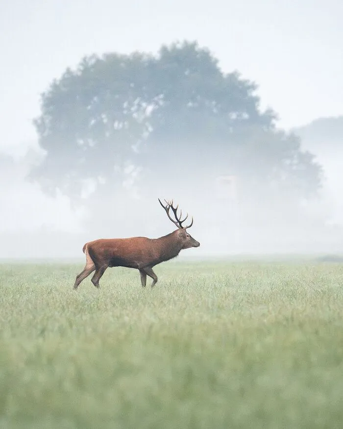 25 Captivating Photographs Of Animals In Their Natural Habitat By Alex Ugalek