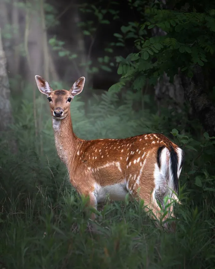 25 Captivating Photographs Of Animals In Their Natural Habitat By Alex Ugalek