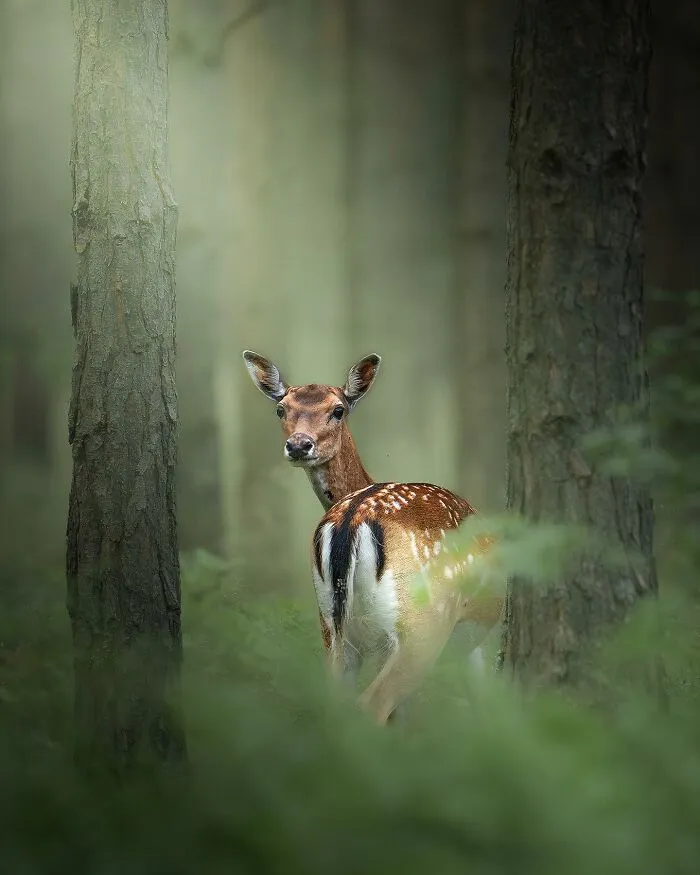 25 Captivating Photographs Of Animals In Their Natural Habitat By Alex Ugalek