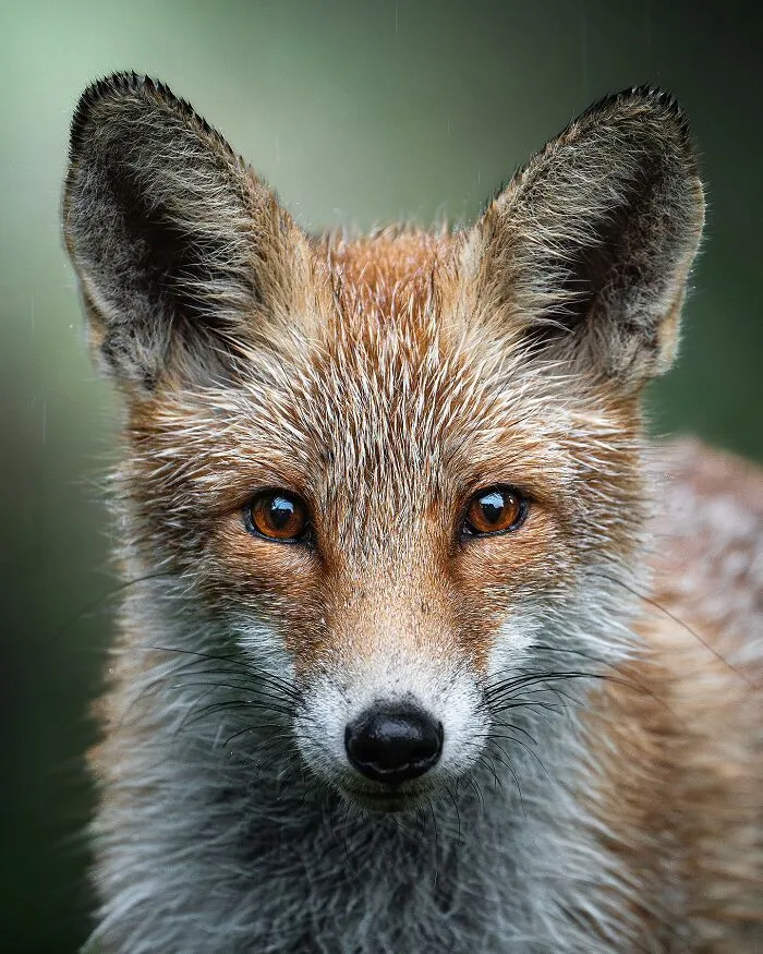 25 Captivating Photographs Of Animals In Their Natural Habitat By Alex Ugalek