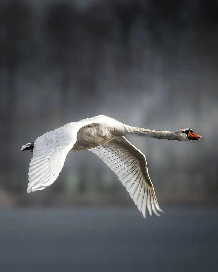 25 Captivating Photographs Of Animals In Their Natural Habitat By Alex Ugalek
