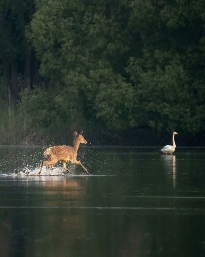 25 Captivating Photographs Of Animals In Their Natural Habitat By Alex Ugalek