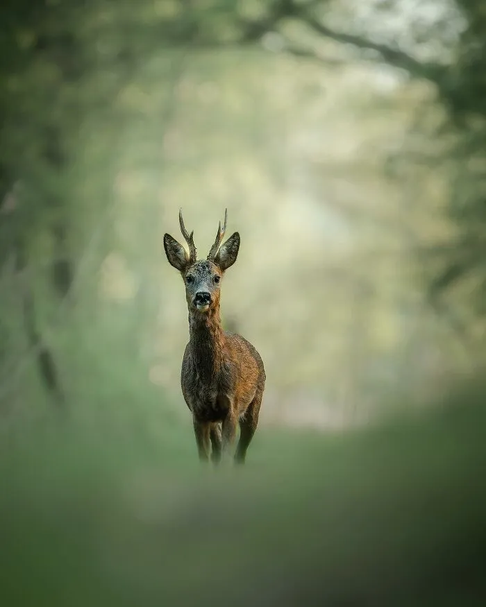 25 Captivating Photographs Of Animals In Their Natural Habitat By Alex Ugalek
