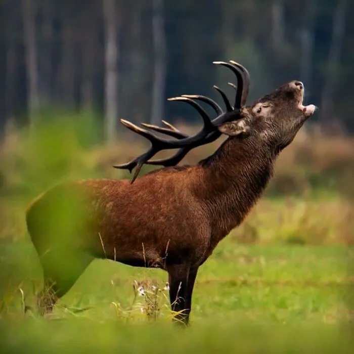 25 Captivating Photographs Of Animals In Their Natural Habitat By Alex Ugalek