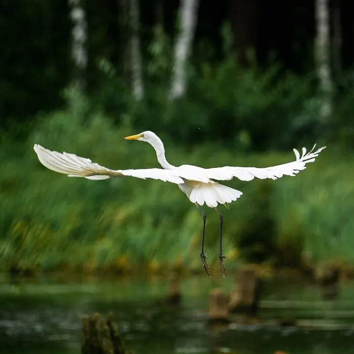 25 Captivating Photographs Of Animals In Their Natural Habitat By Alex Ugalek