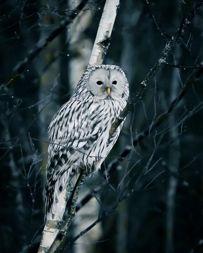 Photographer Captured 30 New Photos That Might Make You Feel Like You're Stepping Into The Wild